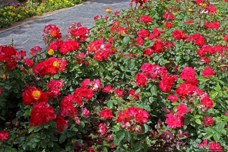 Почти бегом через городской парк Тегерана