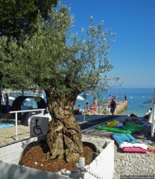 Medveja — уютный уединенный залив с автокемпингом-отелем