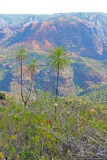 Ваймеа (Waimea Сanyon) — Великий Тихоокеанский каньон