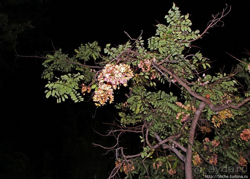 Вечерняя прогулка по Вайкики