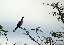 Каждый кулик свое болото хвалит