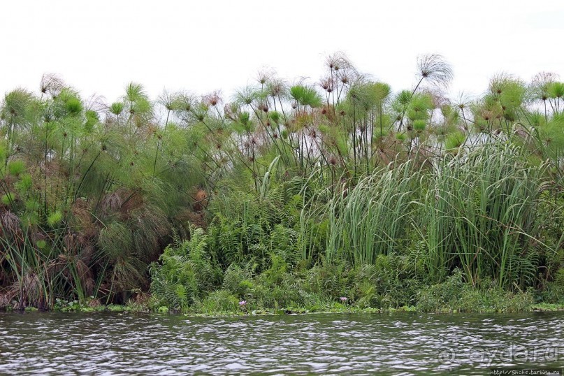 Каждый кулик свое болото хвалит
