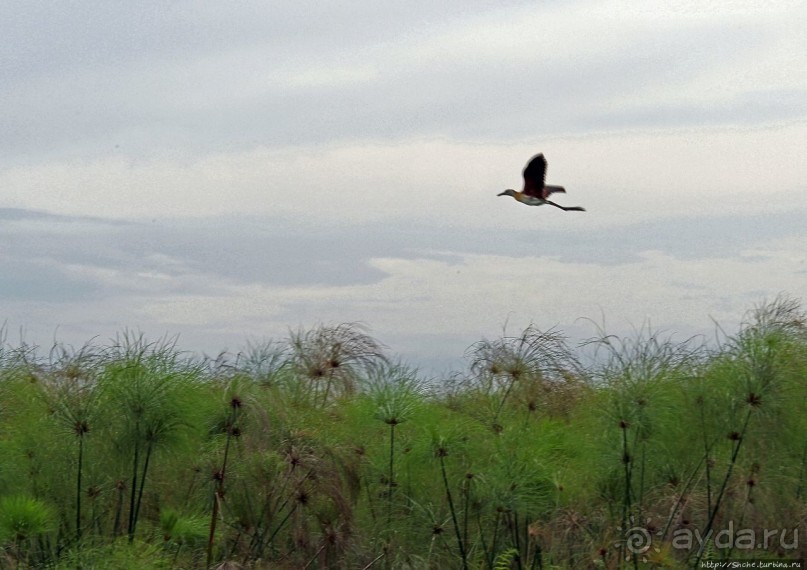 Каждый кулик свое болото хвалит