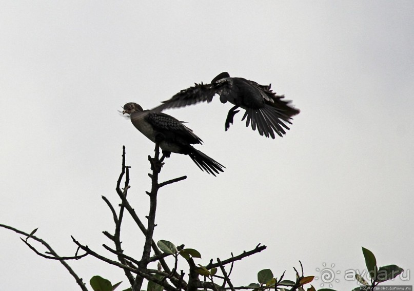 Каждый кулик свое болото хвалит