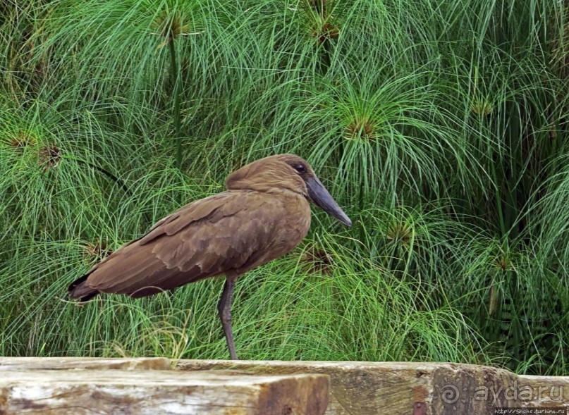 Каждый кулик свое болото хвалит