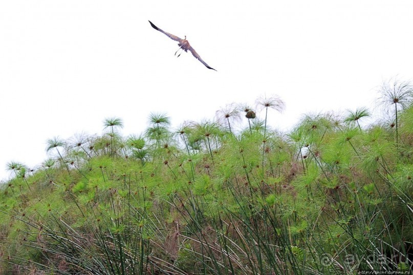 Каждый кулик свое болото хвалит