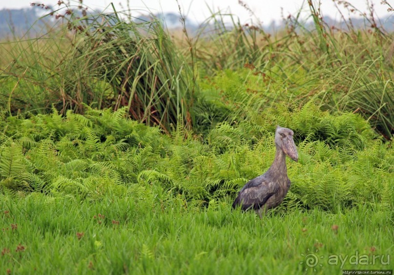 Каждый кулик свое болото хвалит