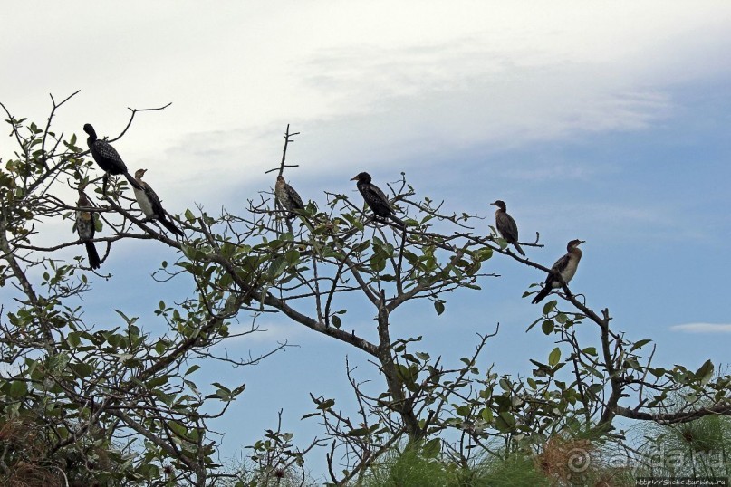 Каждый кулик свое болото хвалит