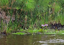Каждый кулик свое болото хвалит