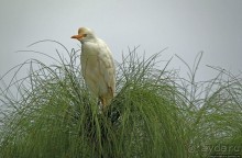 Каждый кулик свое болото хвалит