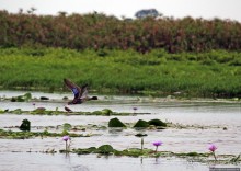 Каждый кулик свое болото хвалит