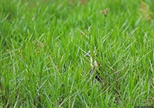 Каждый кулик свое болото хвалит