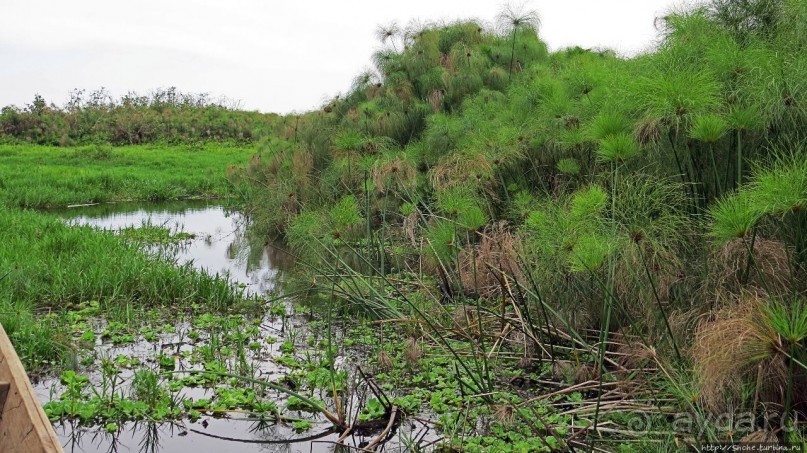 Каждый кулик свое болото хвалит