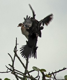 Каждый кулик свое болото хвалит