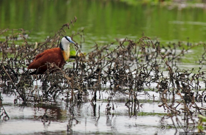 Каждый кулик свое болото хвалит