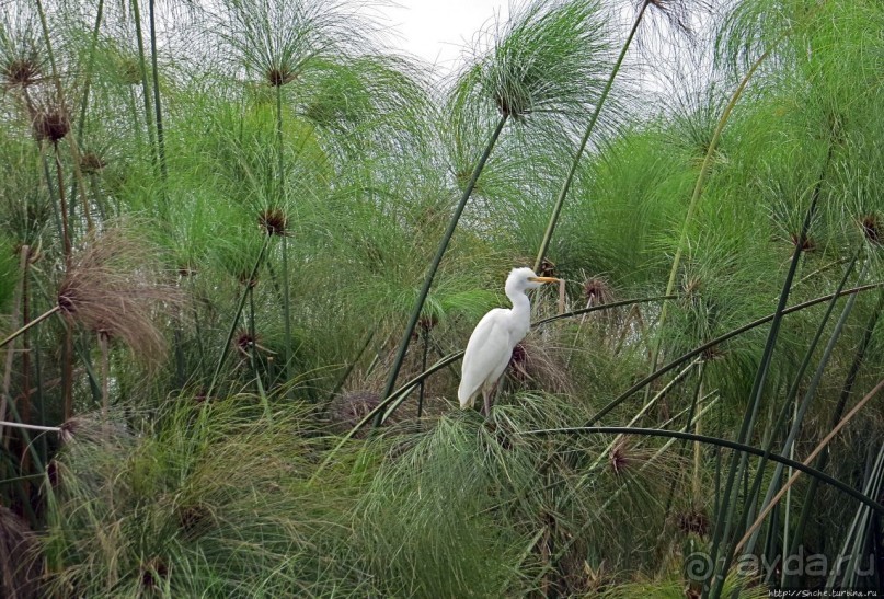 Каждый кулик свое болото хвалит