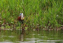 Каждый кулик свое болото хвалит