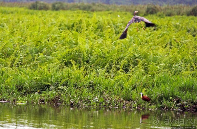 Каждый кулик свое болото хвалит