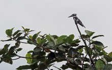 Каждый кулик свое болото хвалит