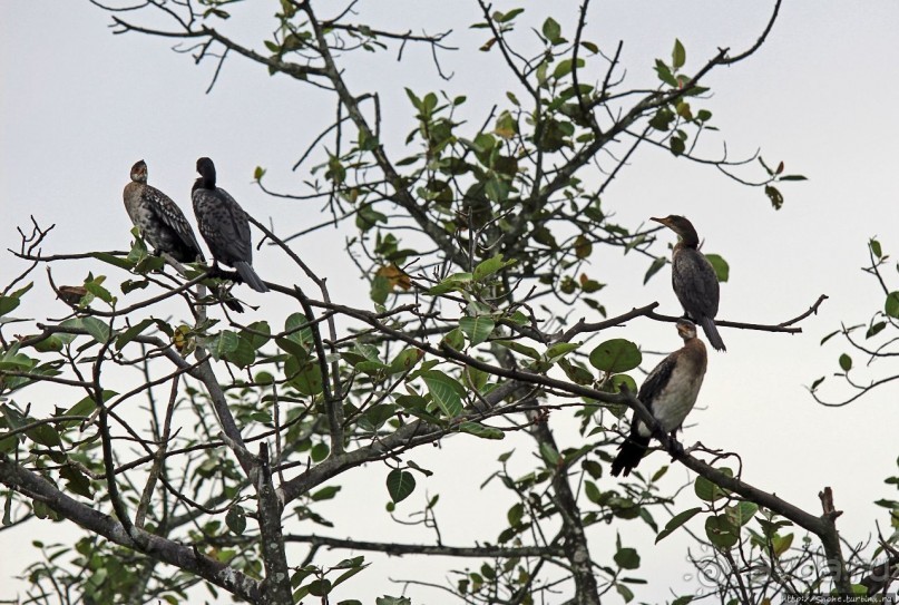 Каждый кулик свое болото хвалит