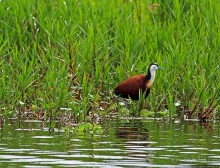 Каждый кулик свое болото хвалит