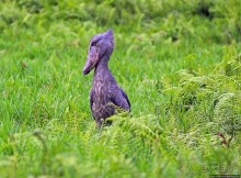 Каждый кулик свое болото хвалит