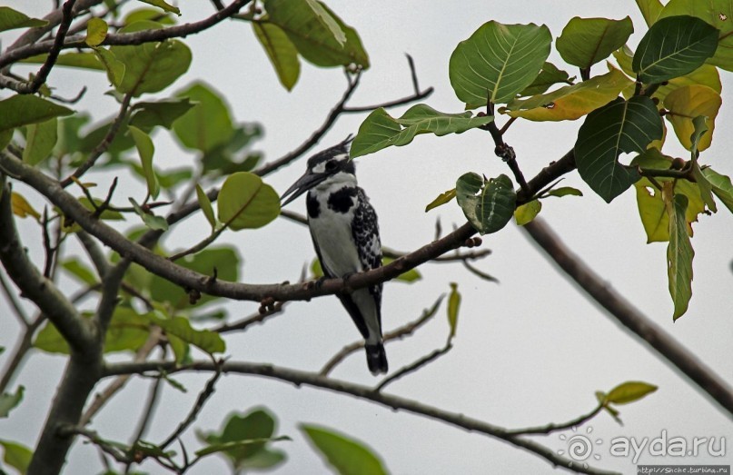 Каждый кулик свое болото хвалит