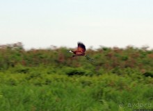 Каждый кулик свое болото хвалит