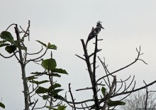 Каждый кулик свое болото хвалит