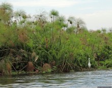 Каждый кулик свое болото хвалит