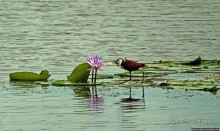 Каждый кулик свое болото хвалит