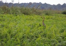 Каждый кулик свое болото хвалит