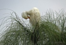 Каждый кулик свое болото хвалит