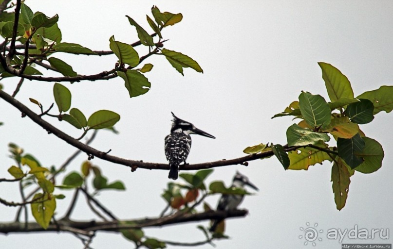 Каждый кулик свое болото хвалит