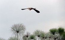 Каждый кулик свое болото хвалит