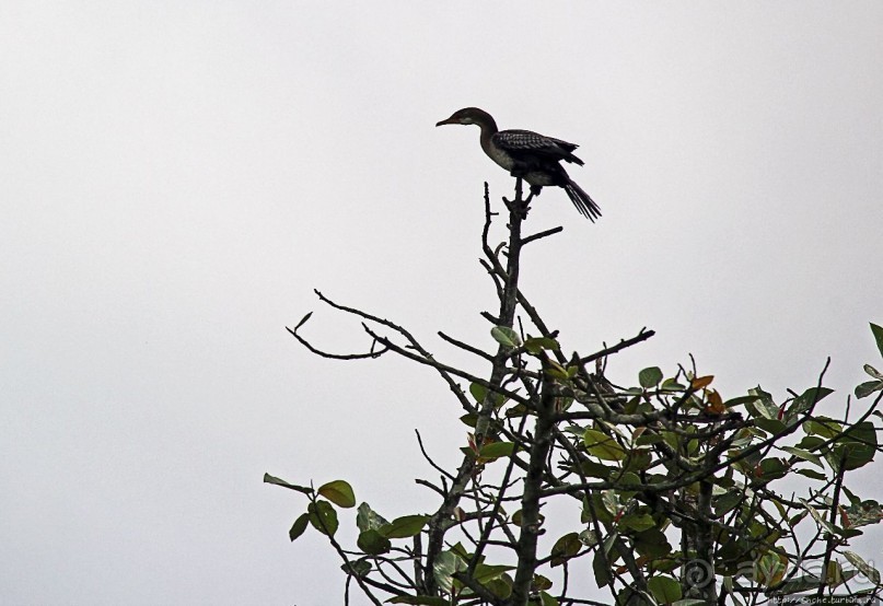 Каждый кулик свое болото хвалит