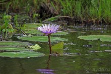 Каждый кулик свое болото хвалит