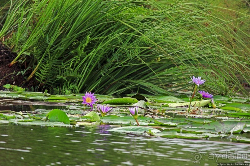Каждый кулик свое болото хвалит