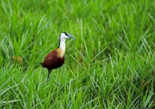 Каждый кулик свое болото хвалит