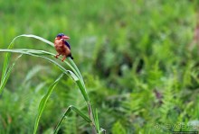 Каждый кулик свое болото хвалит