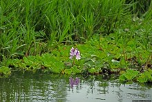Каждый кулик свое болото хвалит