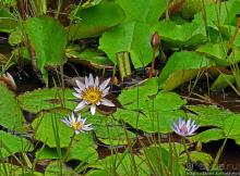 Каньон Черной реки