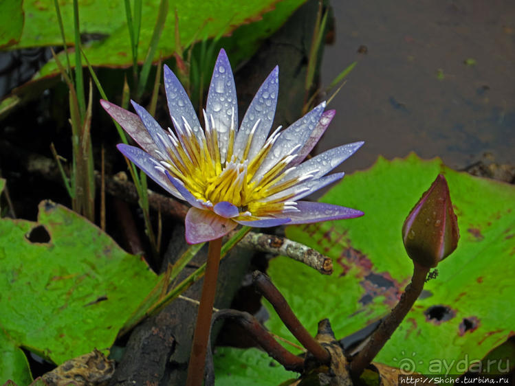 Каньон Черной реки