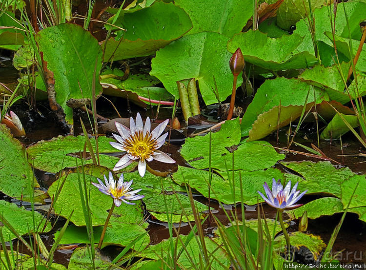 Каньон Черной реки