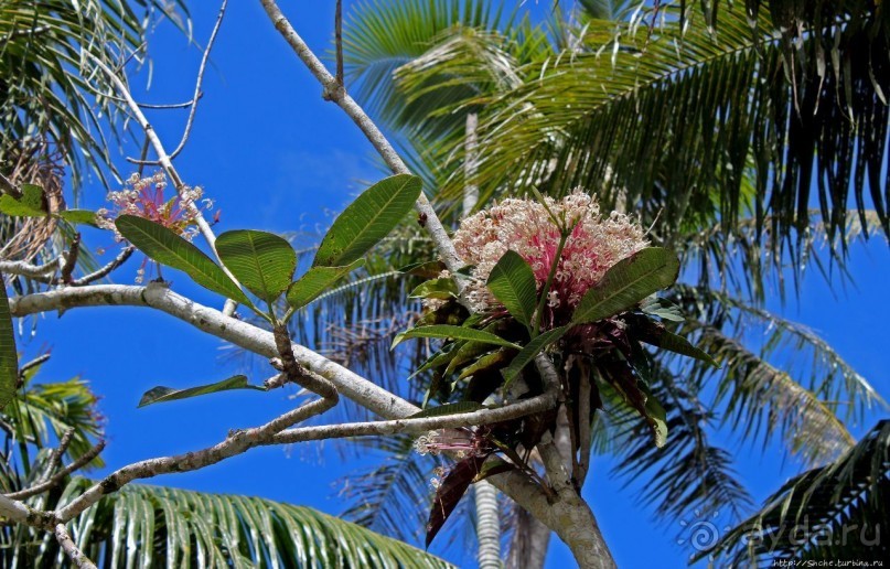 Лурдское святилище на Сайпане и его чудеса