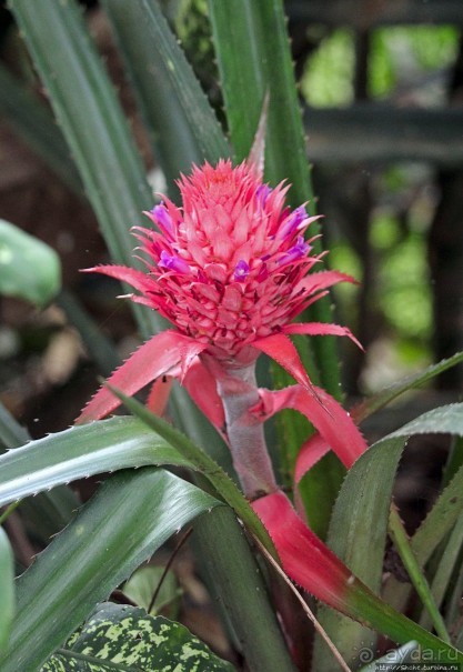 Обитатели Ботанического сада в Этеббе. Флора