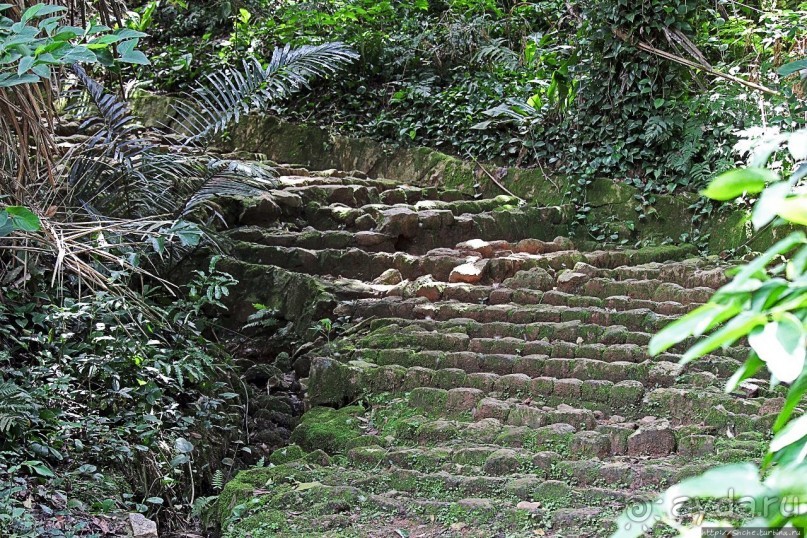 Обитатели Ботанического сада в Этеббе. Флора Обитатели Ботанического сада в Этеббе. Флора