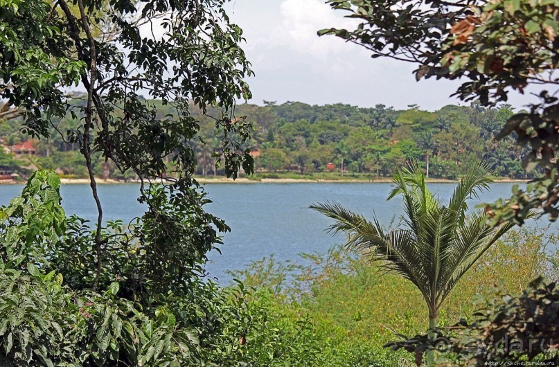 Обитатели Ботанического сада в Этеббе. Флора Обитатели Ботанического сада в Этеббе. Флора