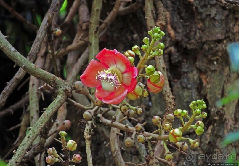 Обитатели Ботанического сада в Этеббе. Флора Обитатели Ботанического сада в Этеббе. Флора