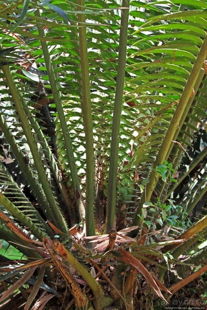 Обитатели Ботанического сада в Этеббе. Флора Обитатели Ботанического сада в Этеббе. Флора